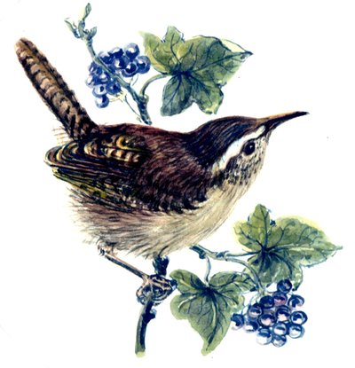 Wren in the ivy by Nell Hill